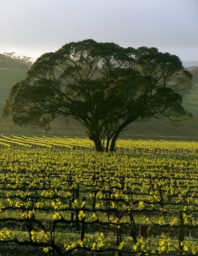 barossa valley attitude