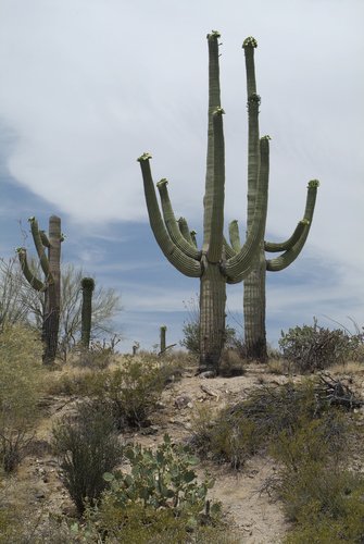 Cactus in New Mexico desert.