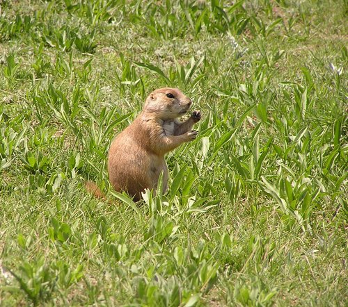 A prairie dog in Black Hills, Custer State Park.