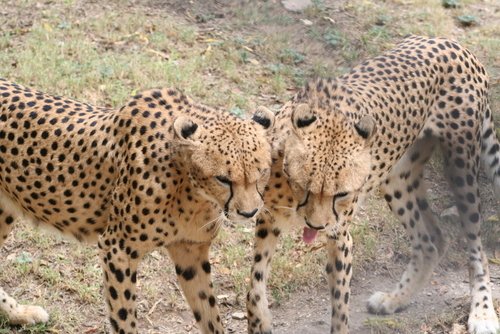 Dallas Zoo information