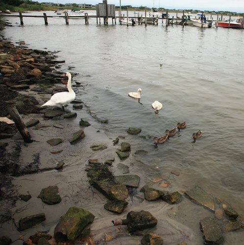 Ducks and geese in the Great South Bay, Fair Harbor, Fire Island.