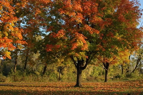 Fall colored maple trees in Wisconsin.