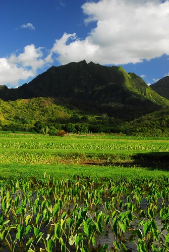 Hanalei Valley Lookout