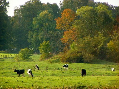 in Wayne County pasture,