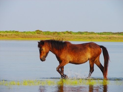 on Shackleford Banks,