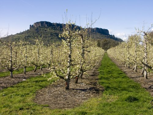 Rows of pear trees in Medford