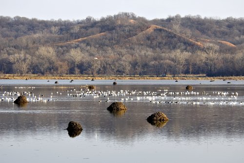 Snow geese at Squaw Creek