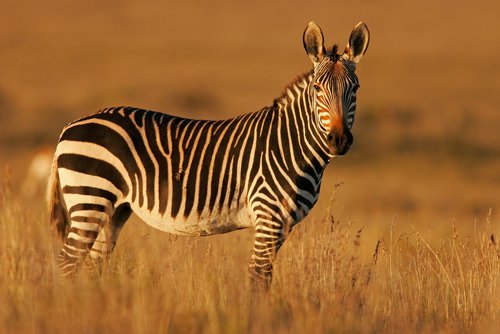 A Zebra