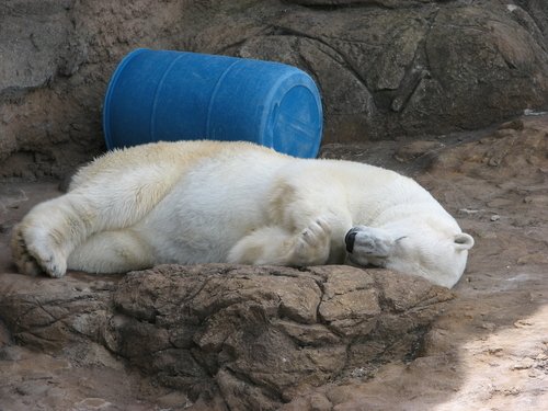 Polar bear at the North Carolina Zoo in Asheboro.