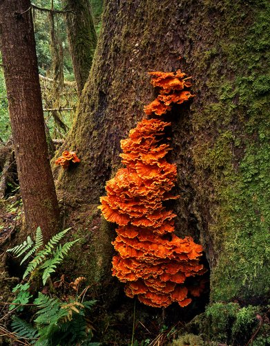 The Hoh Rainforest