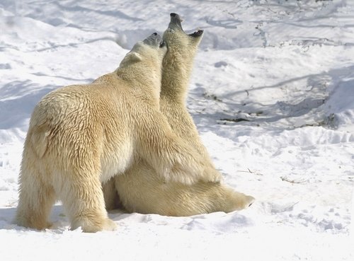 Cochrane Polar Bears