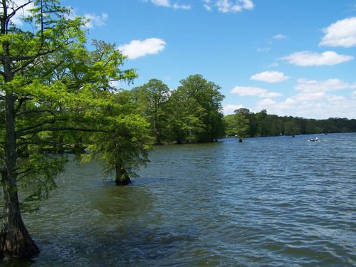 reelfoot lake expression