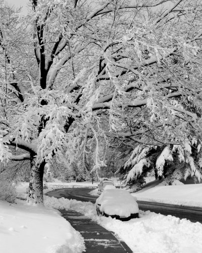 Snow covered trees in Reston.