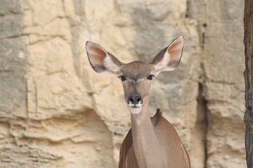 San Antonio Zoo information