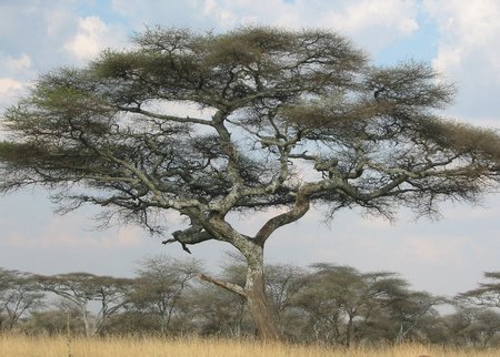  - serengeti-national-park-tza319