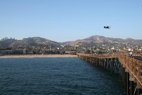 Bird flies over the Ventura