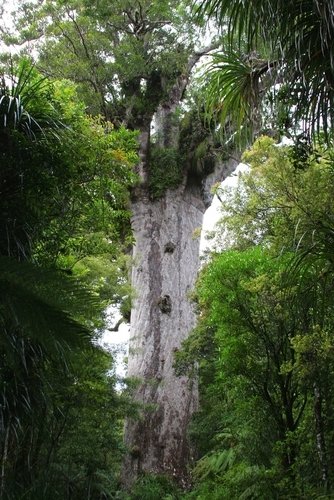 waipoua kauri forest