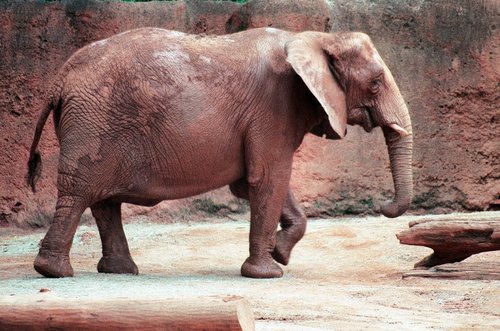 An elephant in the Atlanta Zoo