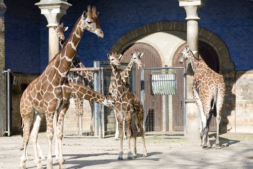 Giraffes at the Zoological