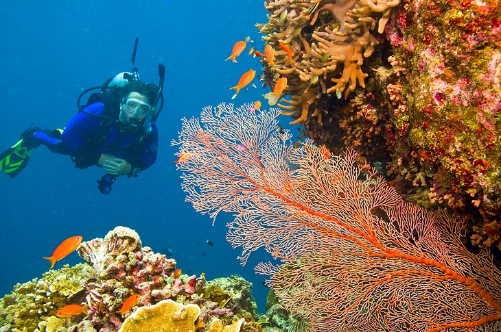 Diver admiring a gorgonian sea fan