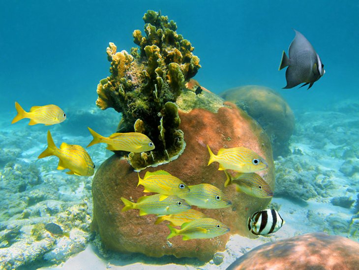 Coral and fish on Andros Island