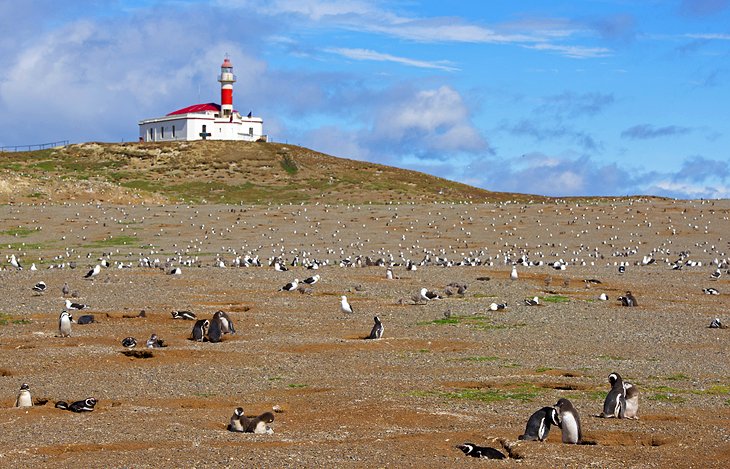 Penguins at Los Pingüinos Natural Monument 