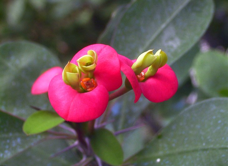 Jardín Botánico de Córdoba