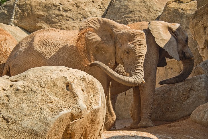 Elephants at Bioparc