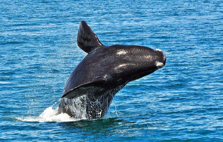 A humpback whale breaching at Hermanus