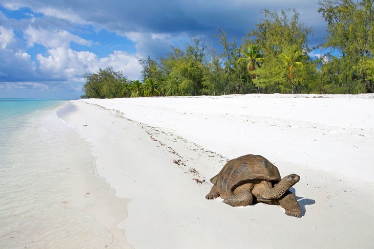 Aldabra Atoll