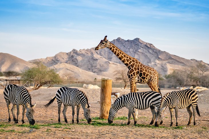 Al Ain Zoo