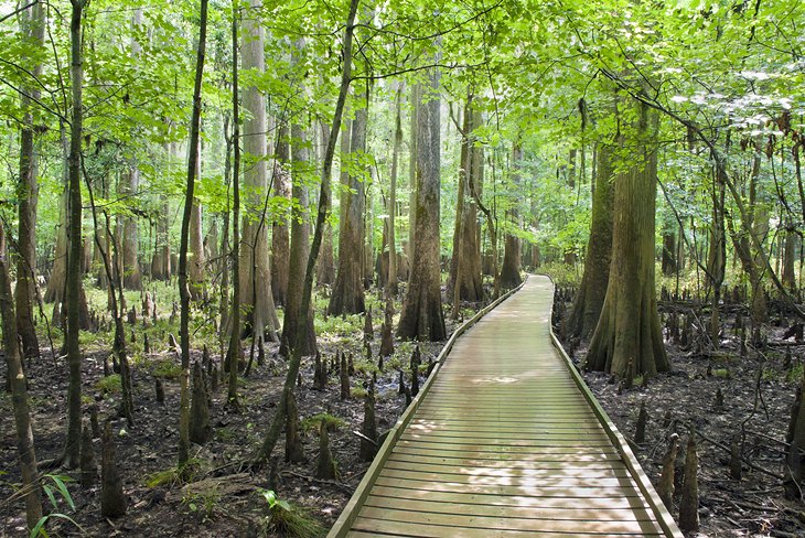 Congaree National Park