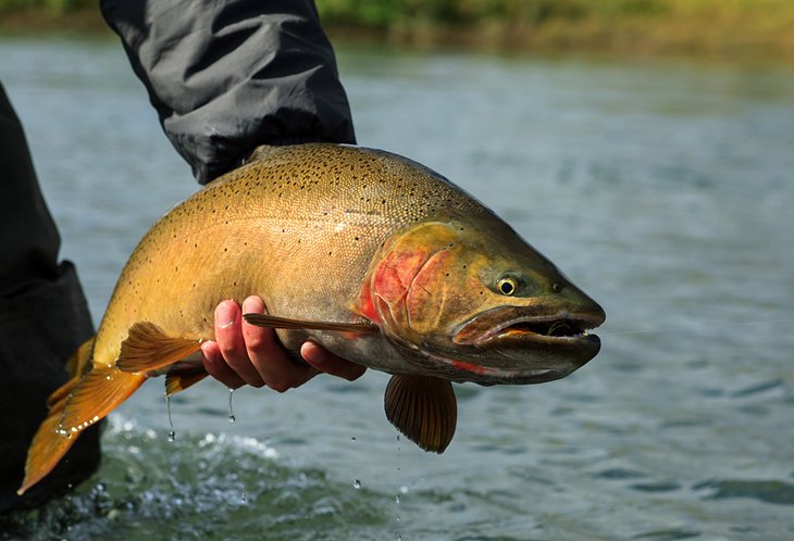 10 Top-Rated Fly Fishing Destinations in Wyoming | PlanetWare