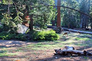 Best Campgrounds at Kings Canyon National Park
