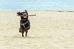 New Jersey's Best Dog-Friendly Beaches
