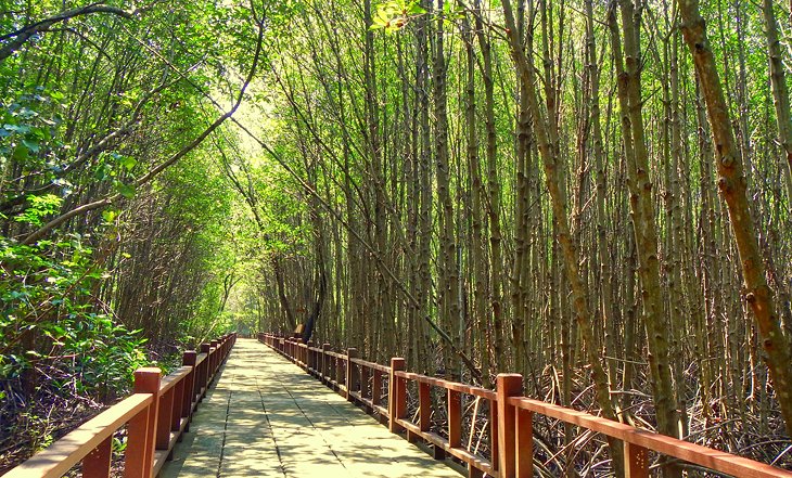 Wooden walkway through the Pranburi Mangrove Forest