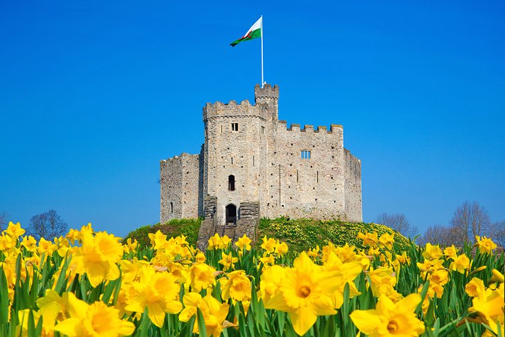 Daffodil blooms in front of Cardiff Castle
