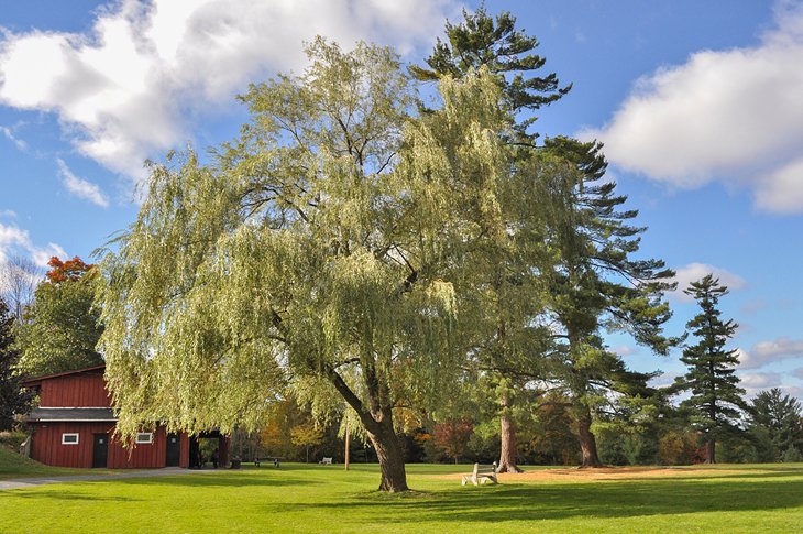 Weeping willow in Odell Park