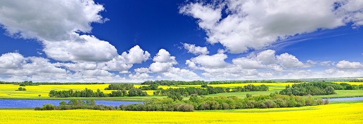 Canola fields on the Canadian prairies