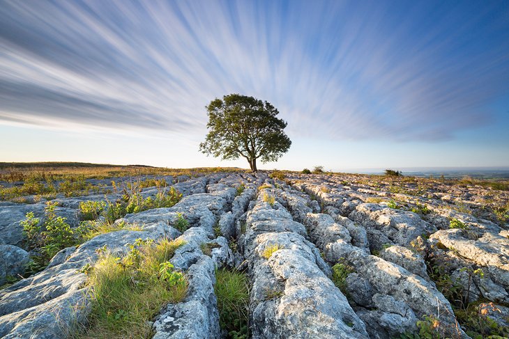 Lone tree in Yorkshire Dales National Park