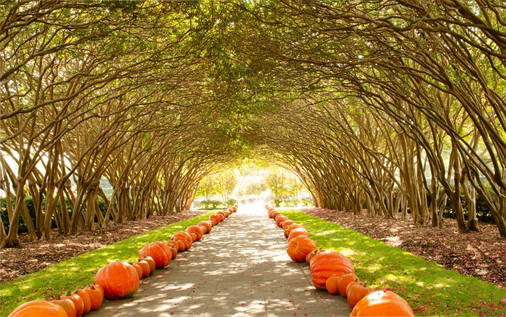 Fall pumpkin tunnel at the Dallas Arboretum and Botanical Gardens