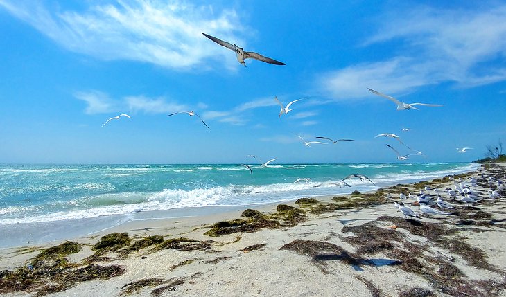 Seagulls flying over Fort de Soto Beach