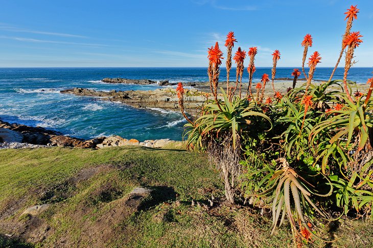 Aloes blooming at the Garden Route National Park