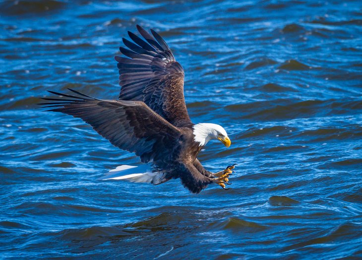 Bald eagle fishing near Le Claire