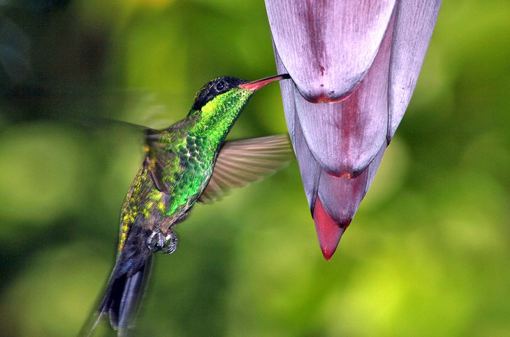 Hummingbird feeding from tropical blooms in Montego Bay