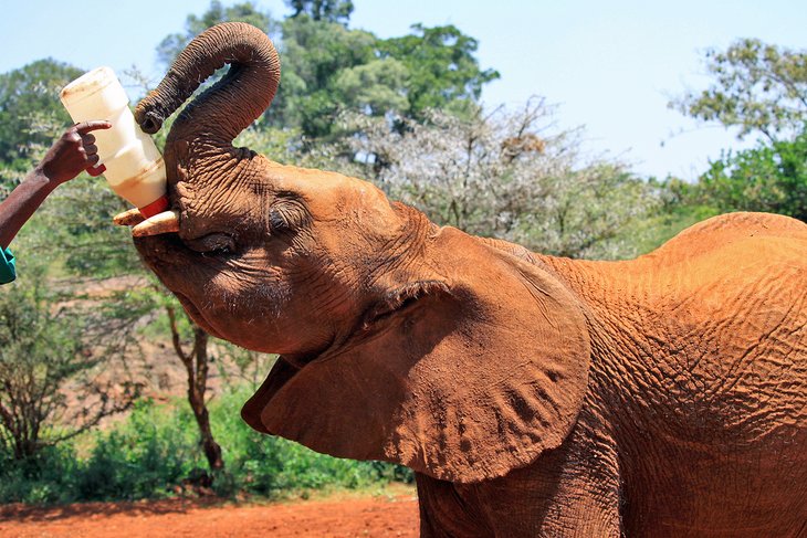 Elephant being fed at the David Sheldrick Wildlife Trust