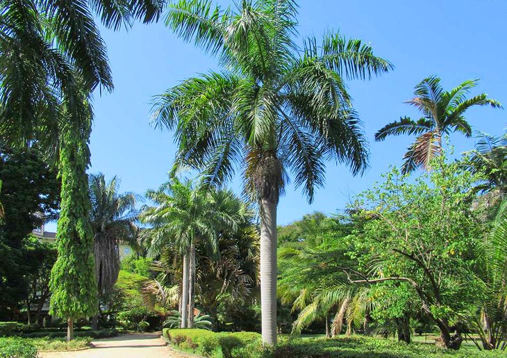 Dar es Salaam's Botanical Gardens