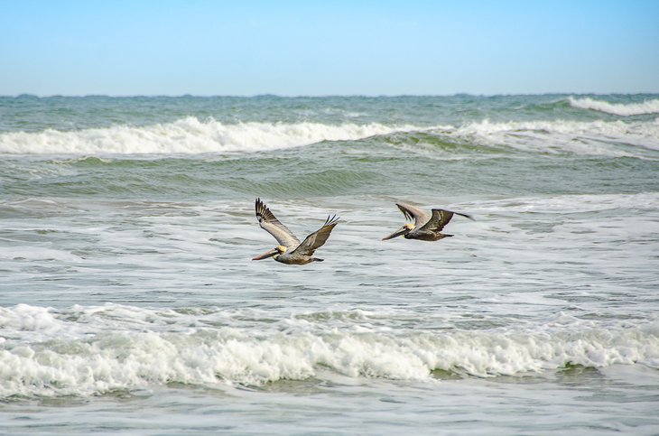 Brown pelicans sweep across the surf