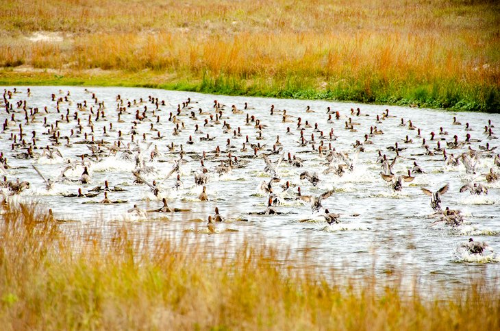Redhead ducks take flight near Laguna Madre