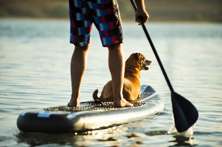 Fun on the water for man and his best friend